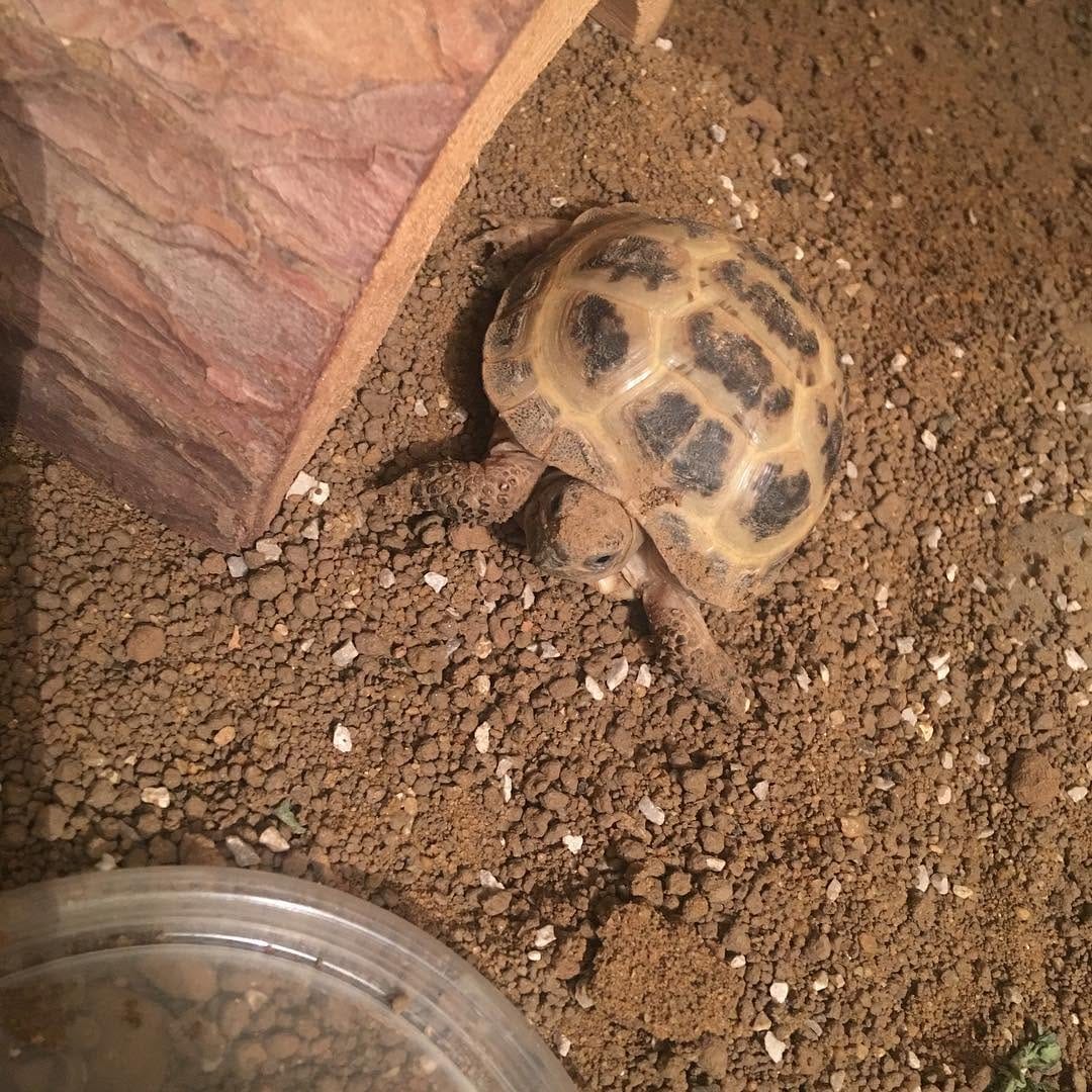 Post 4 by Sheldon 🐢 on Instagram (image)