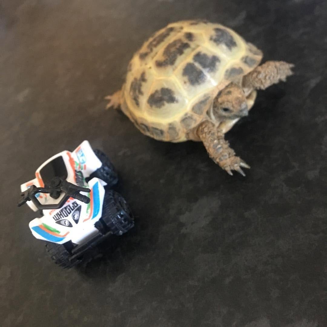 Post 10 by Sheldon 🐢 on Instagram (image)
