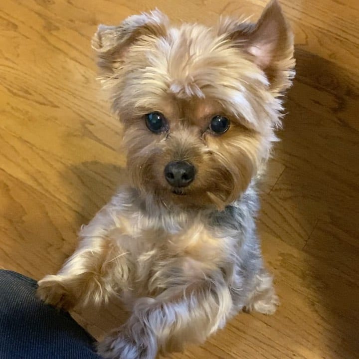 Post 9 by Yorkies Best Community 🐶❤️ on Instagram (video)