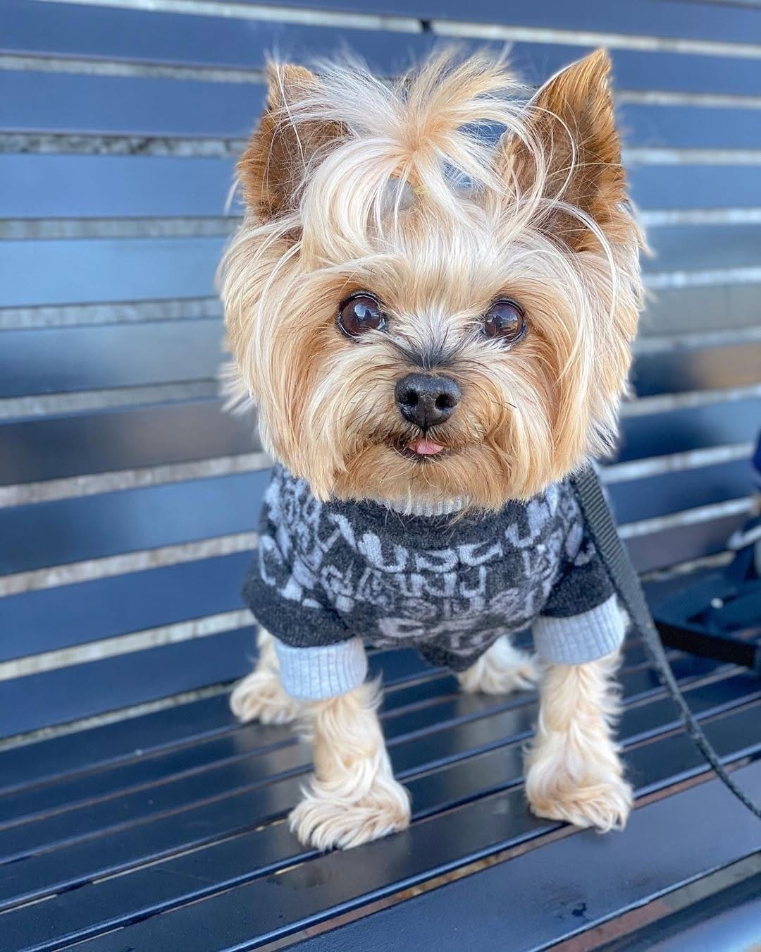 Post 1 by Yorkies Best Community 🐶❤️ on Instagram (carousel)