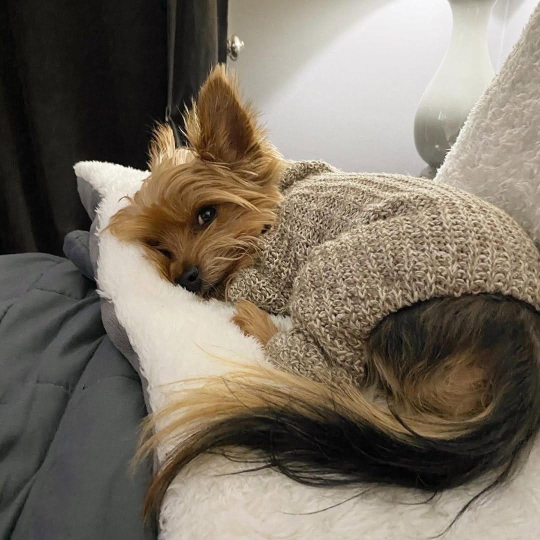 Post 3 by Yorkies Best Community 🐶❤️ on Instagram (image)