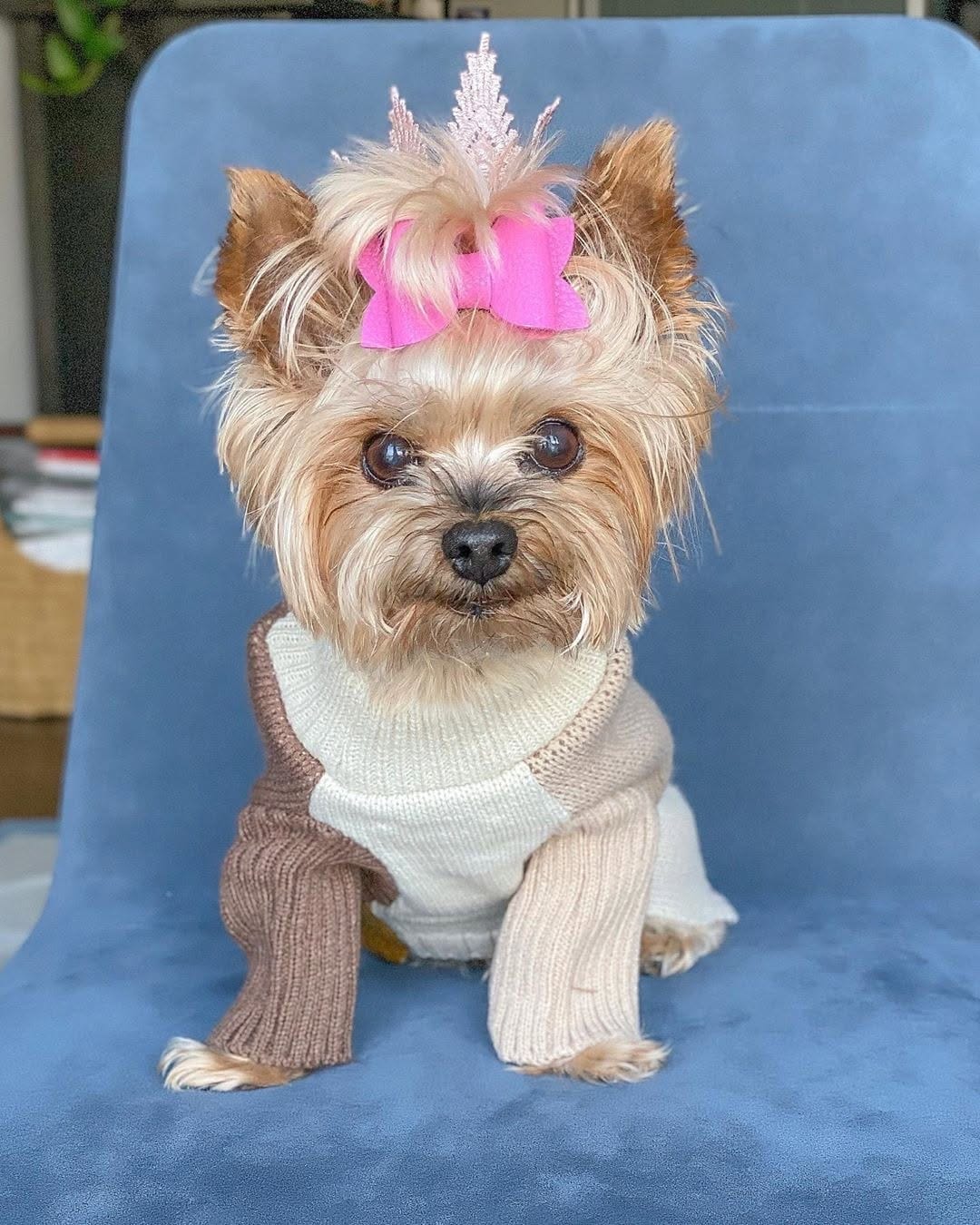 Post 5 by Yorkies Best Community 🐶❤️ on Instagram (carousel)