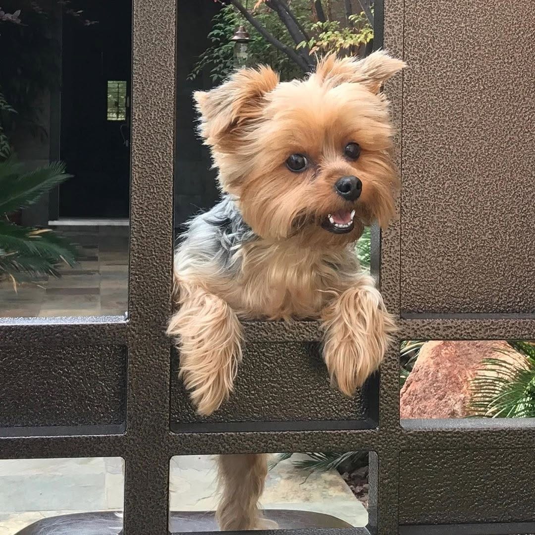 Post 6 by Yorkies Best Community 🐶❤️ on Instagram (image)
