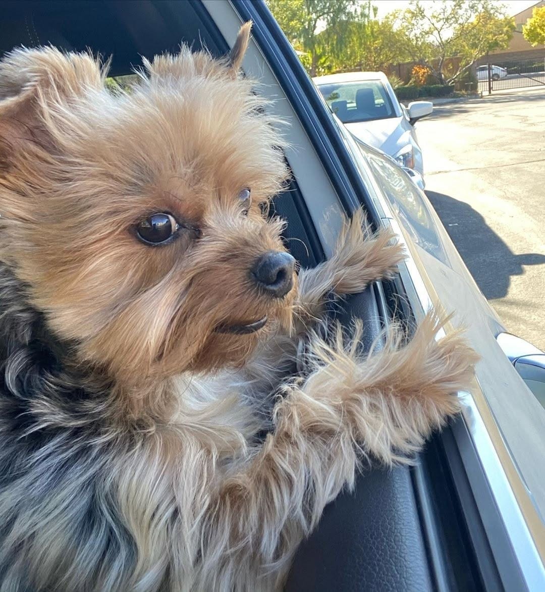 Post 8 by Yorkies Best Community 🐶❤️ on Instagram (image)