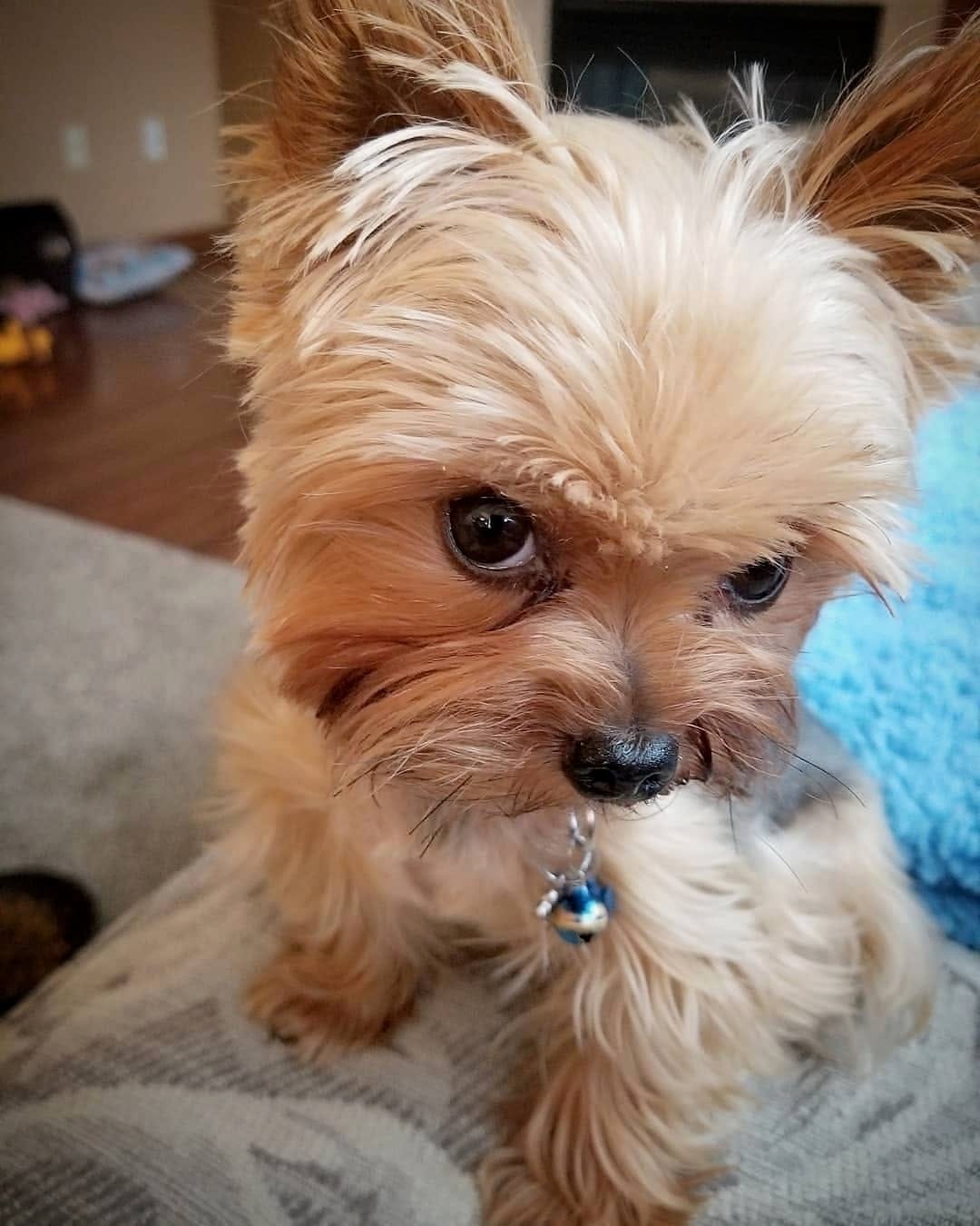 Post 2 by Yorkies Best Community 🐶❤️ on Instagram (image)