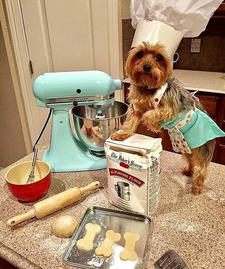 Post 7 by Yorkies Best Community 🐶❤️ on Instagram (image)