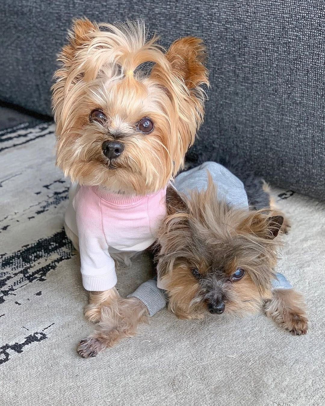 Post 4 by Yorkies Best Community 🐶❤️ on Instagram (carousel)