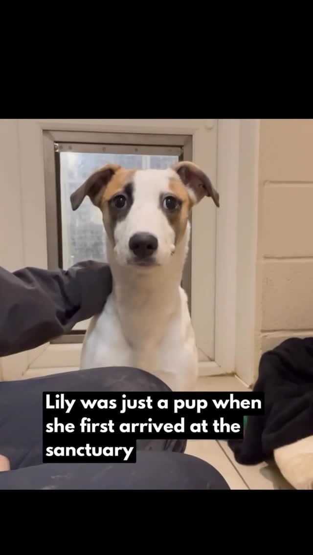 Post 2 by Holly Hedge Animal Sanctuary on Instagram (video)