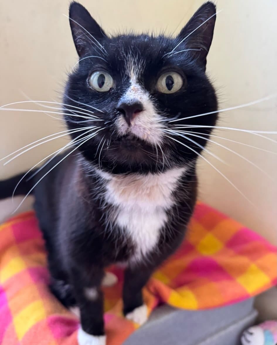 Post 3 by Holly Hedge Animal Sanctuary on Instagram (carousel)
