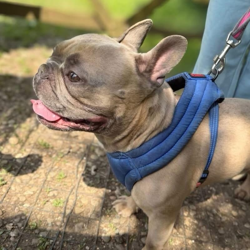 Post 9 by Holly Hedge Animal Sanctuary on Instagram (carousel)