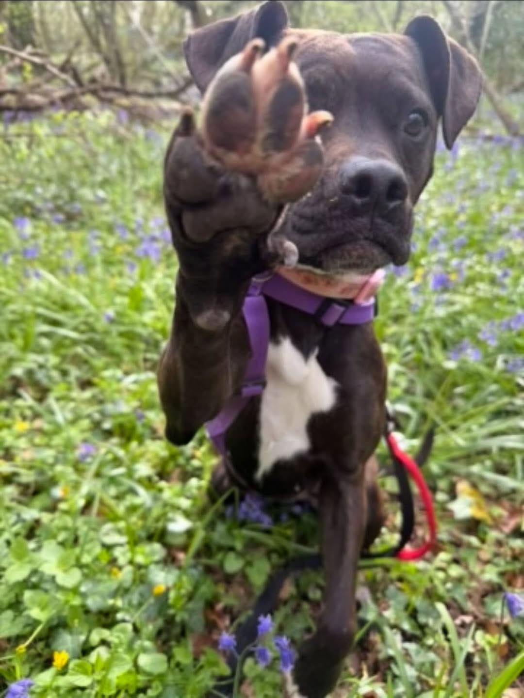 Post 4 by Holly Hedge Animal Sanctuary on Instagram (carousel)