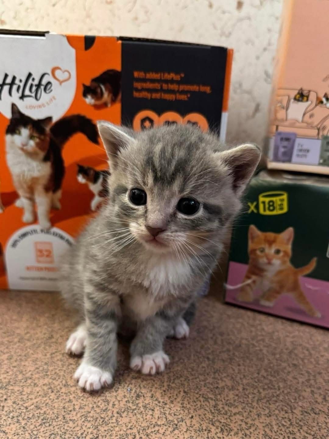 Post 5 by Holly Hedge Animal Sanctuary on Instagram (carousel)