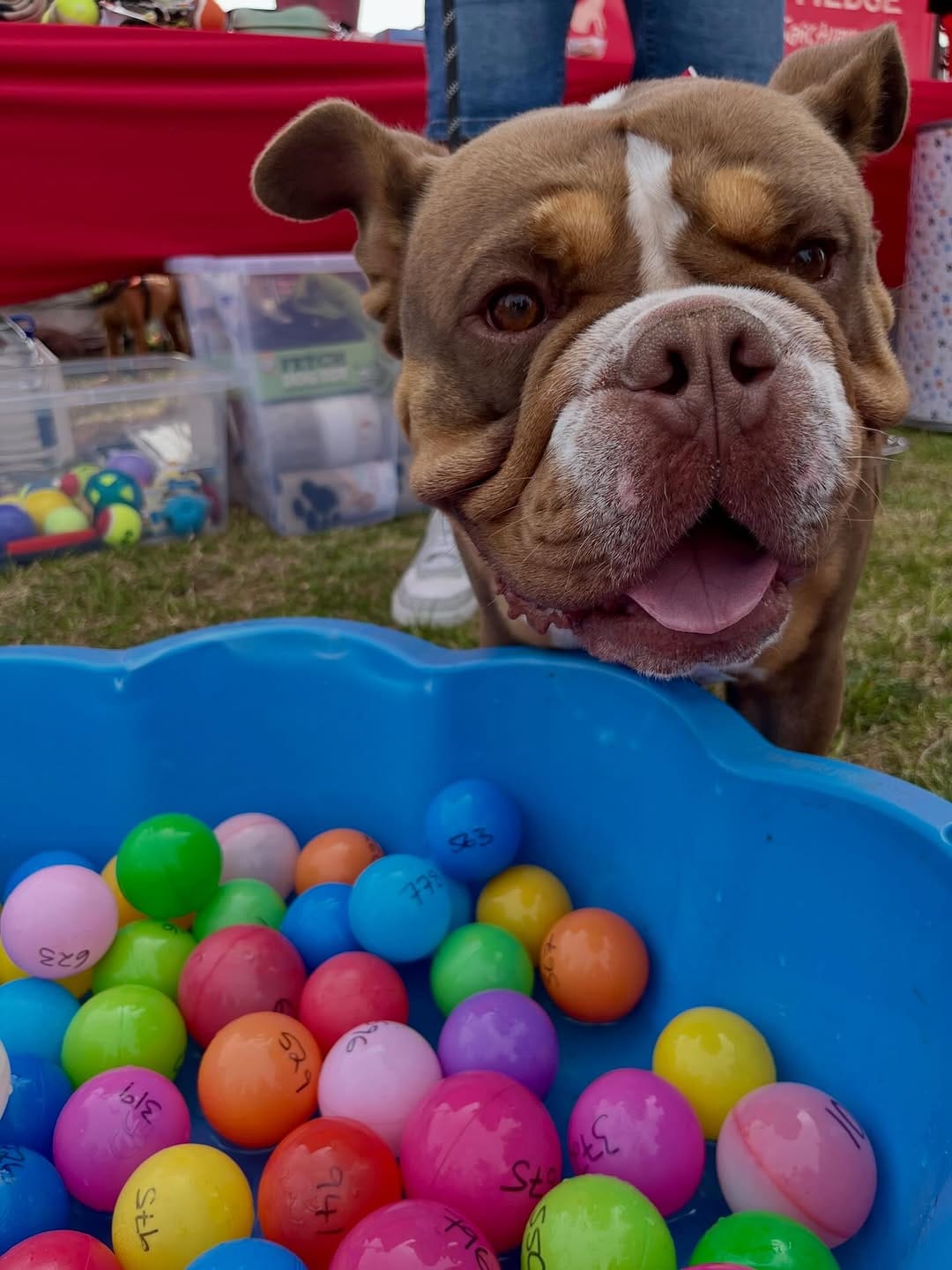 Post 10 by Holly Hedge Animal Sanctuary on Instagram (carousel)