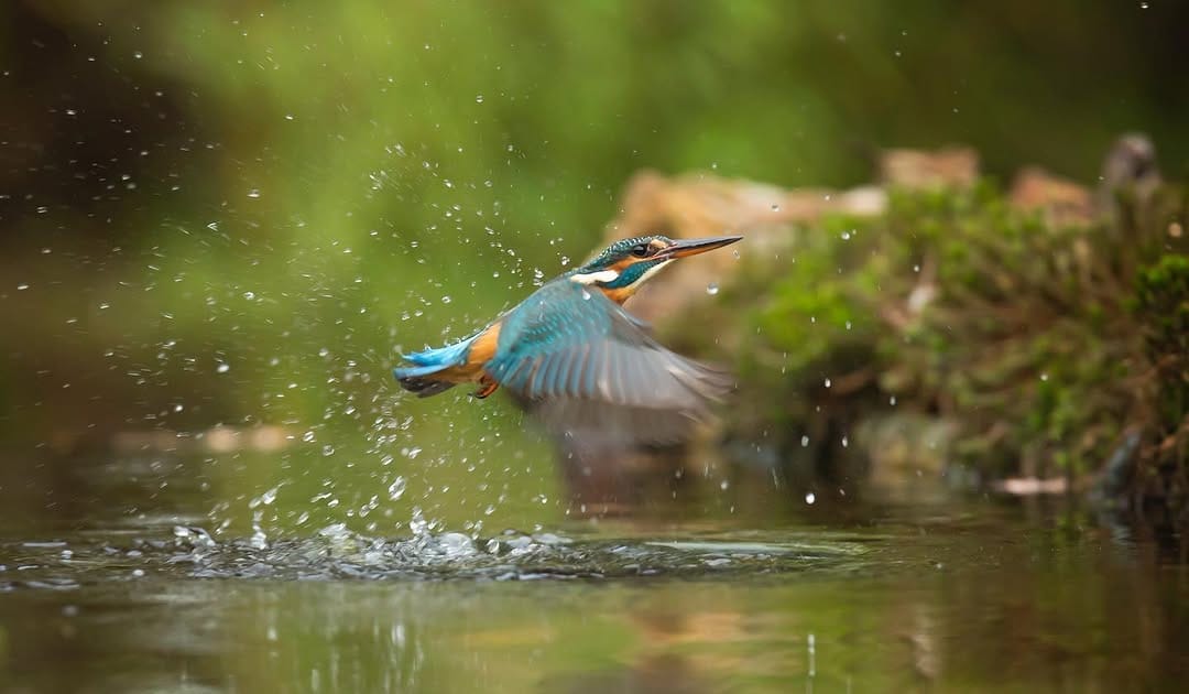 Post 9 by Alessandro Alessio on Safari on Instagram (image)