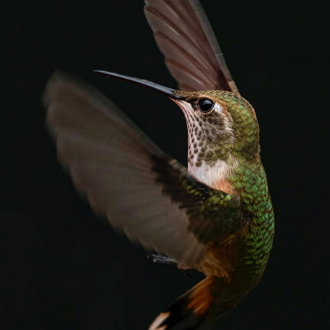 Post 7 by Alessandro Alessio on Safari on Instagram (image)