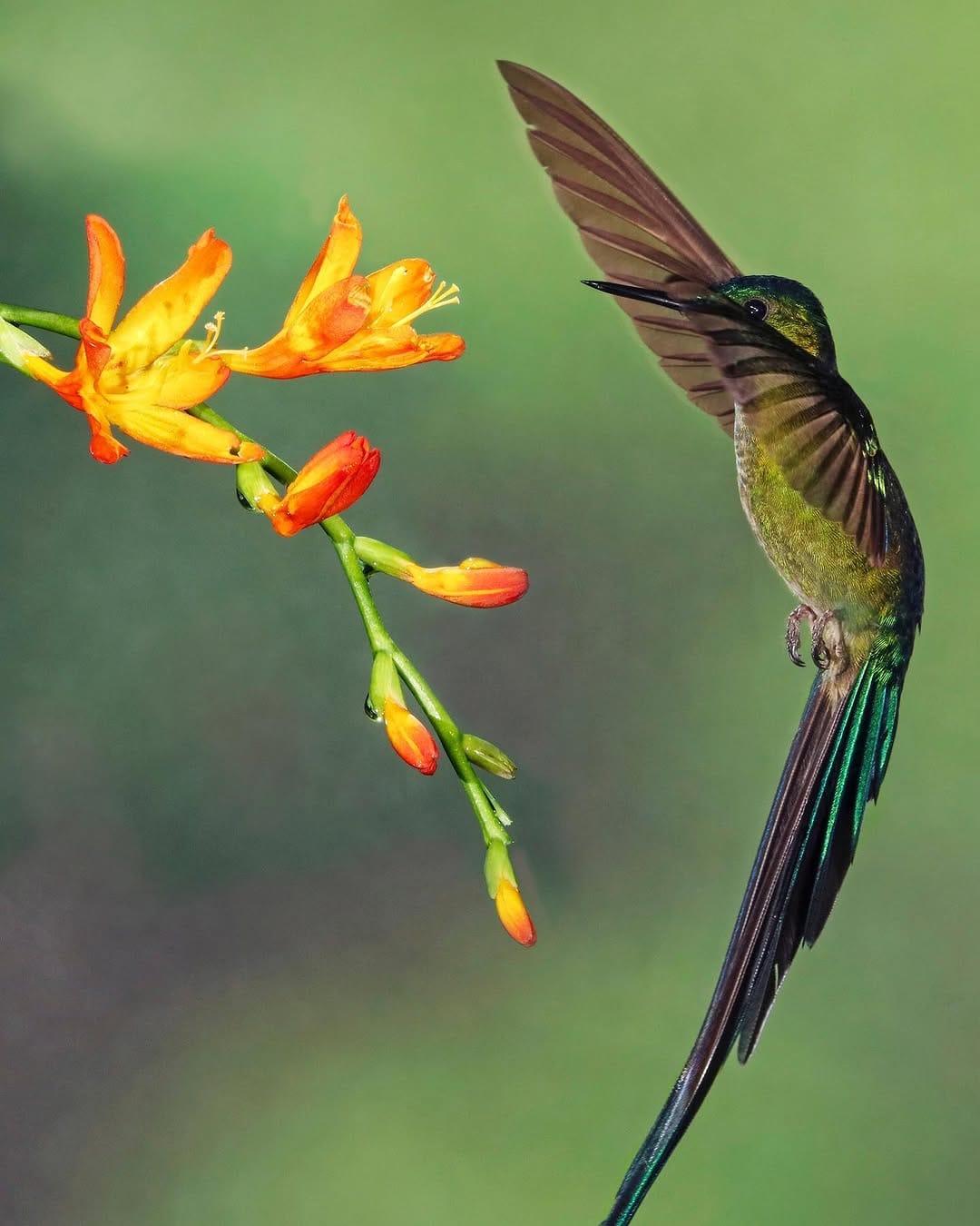 Post 8 by Alessandro Alessio on Safari on Instagram (image)