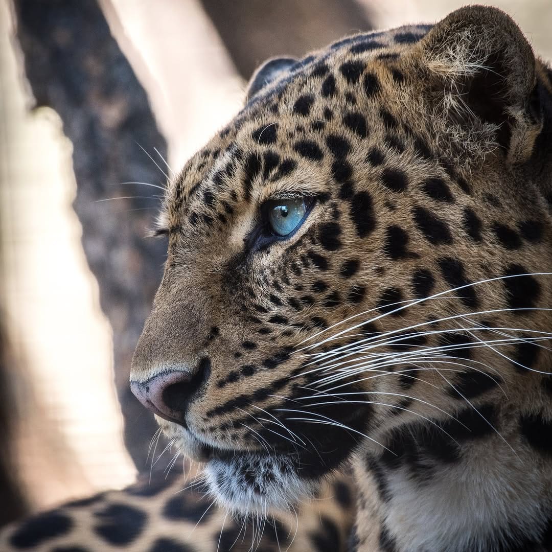 Post 2 by Alessandro Alessio on Safari on Instagram (image)