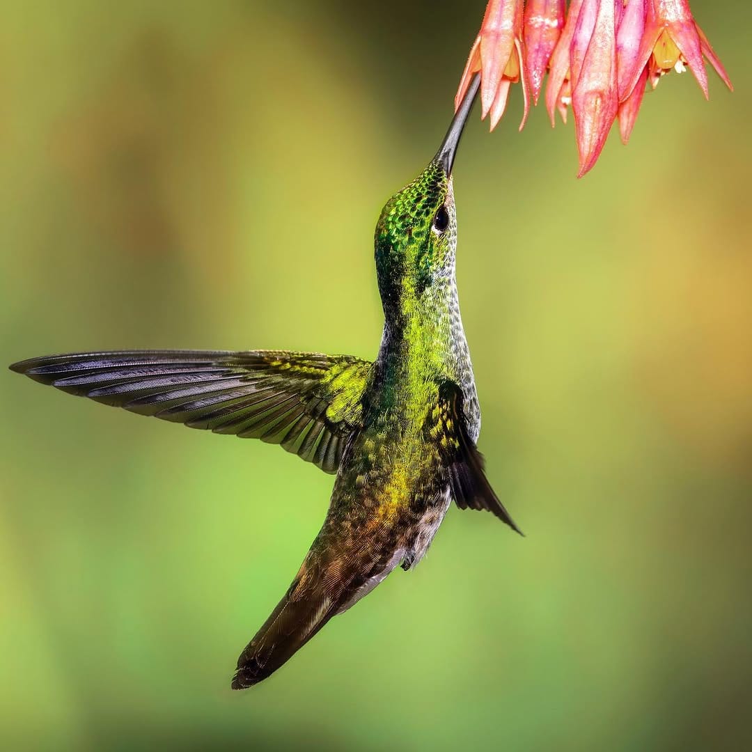 Post 10 by Alessandro Alessio on Safari on Instagram (image)