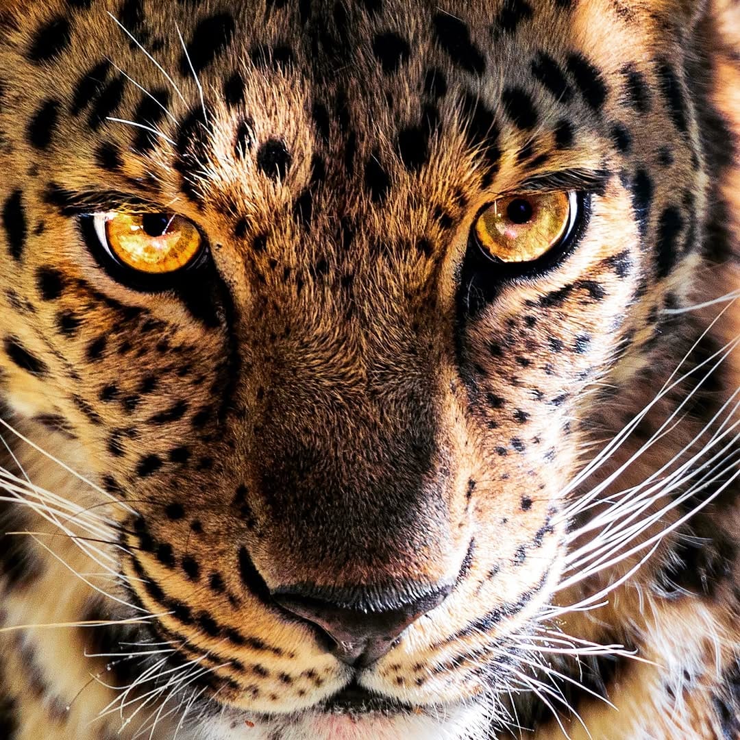 Post 1 by Alessandro Alessio on Safari on Instagram (image)