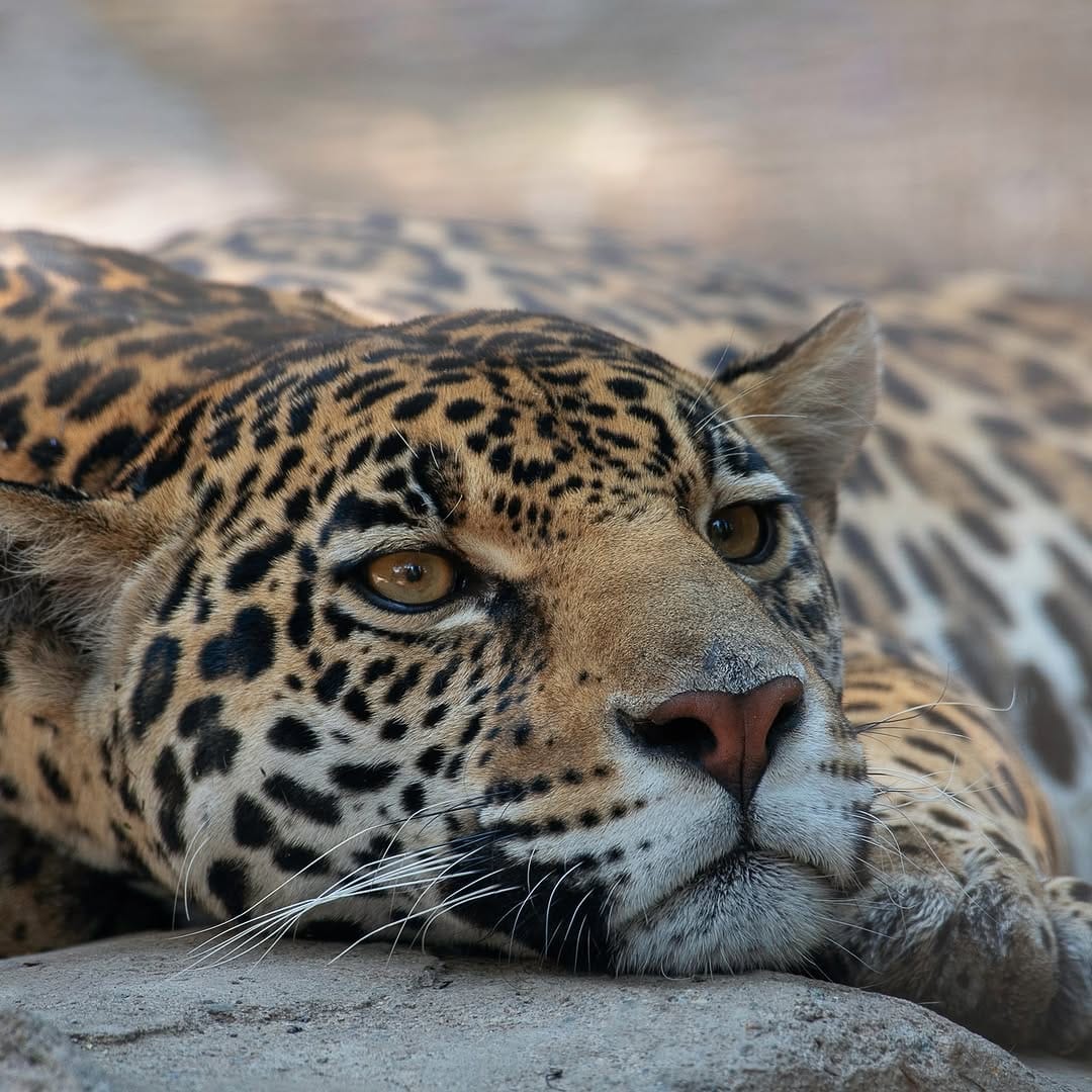 Post 3 by Alessandro Alessio on Safari on Instagram (image)