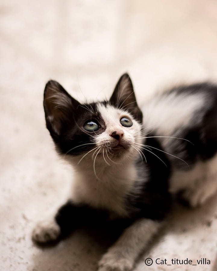 Post 3 by CAT-TITUDE VILLA 🌎 on Instagram (image)