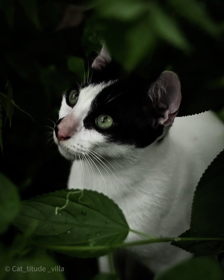Post 10 by CAT-TITUDE VILLA 🌎 on Instagram (image)