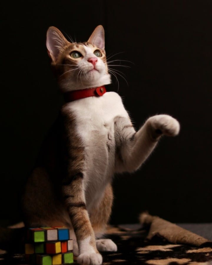 Post 9 by CAT-TITUDE VILLA 🌎 on Instagram (image)