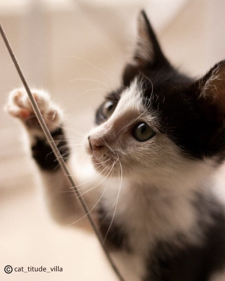 Post 1 by CAT-TITUDE VILLA 🌎 on Instagram (image)