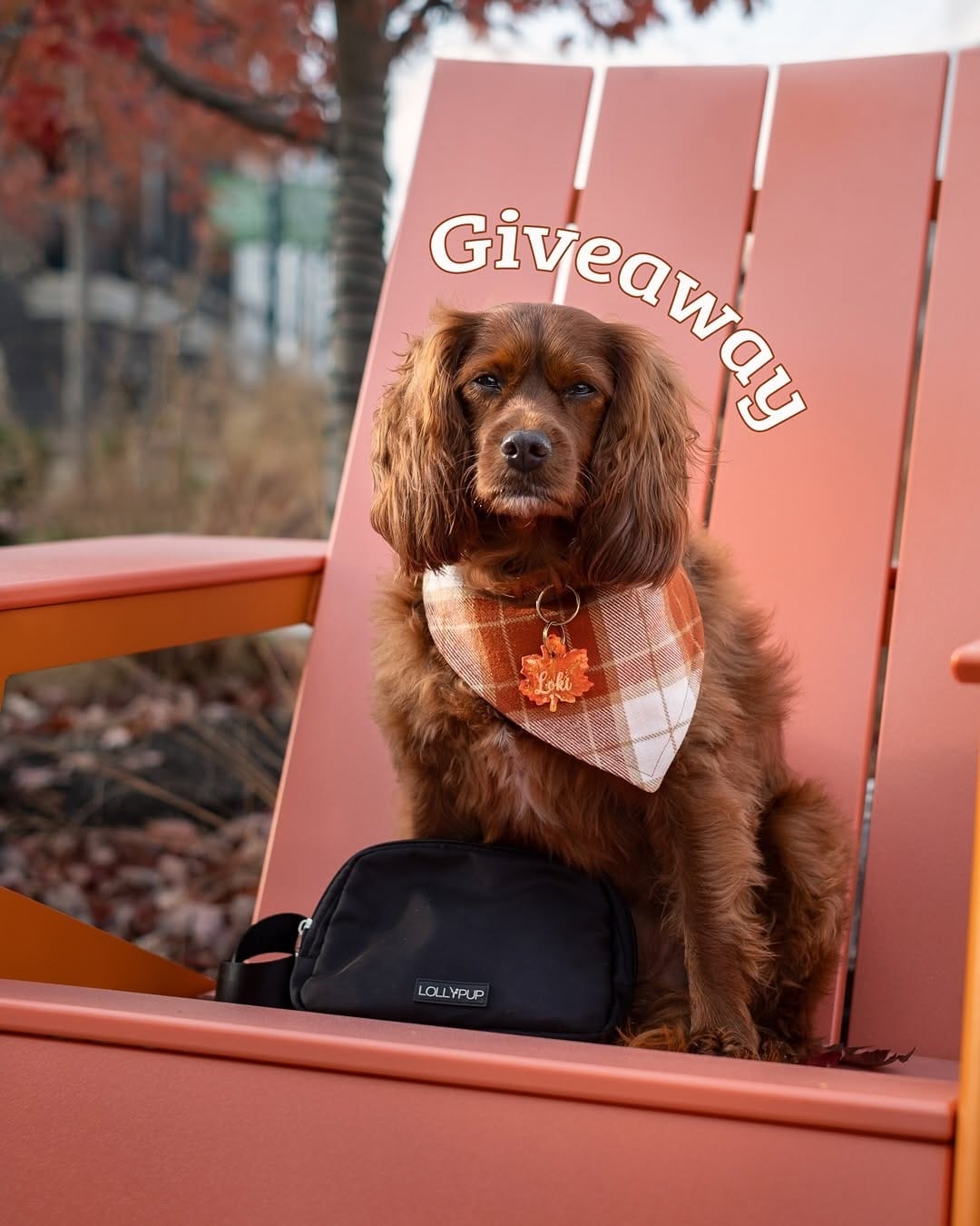 Post 3 by LollyPup | Pet Accessories on Instagram (carousel)