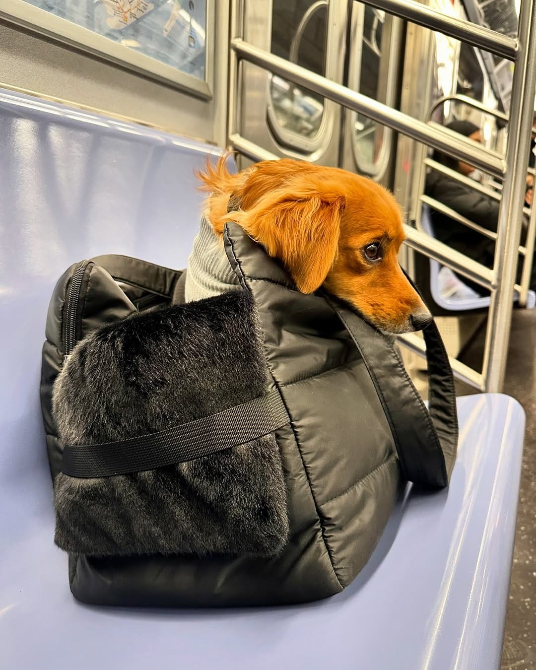 Post 4 by LollyPup | Pet Accessories on Instagram (image)