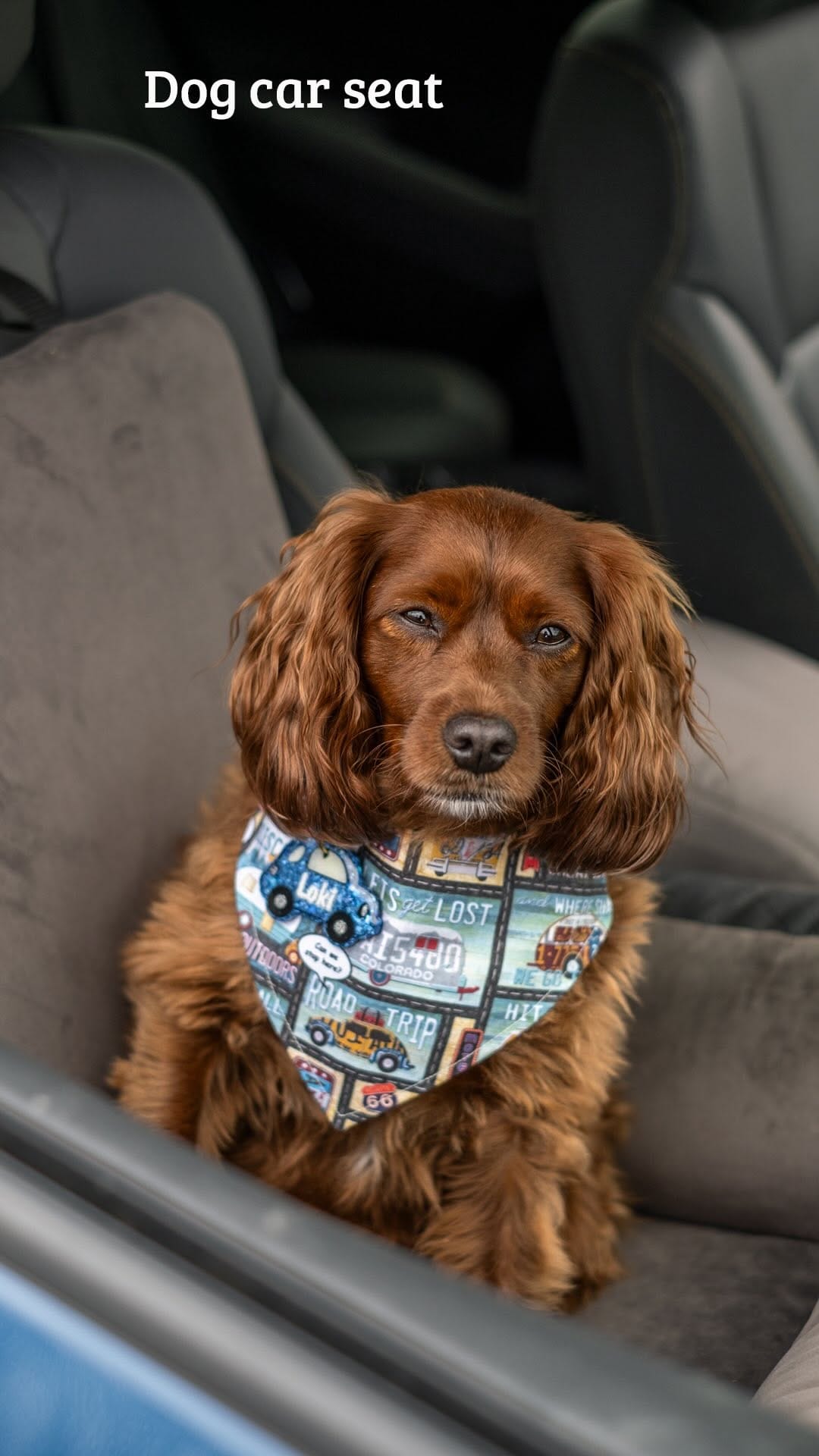 Post 1 by LollyPup | Pet Accessories on Instagram (video)
