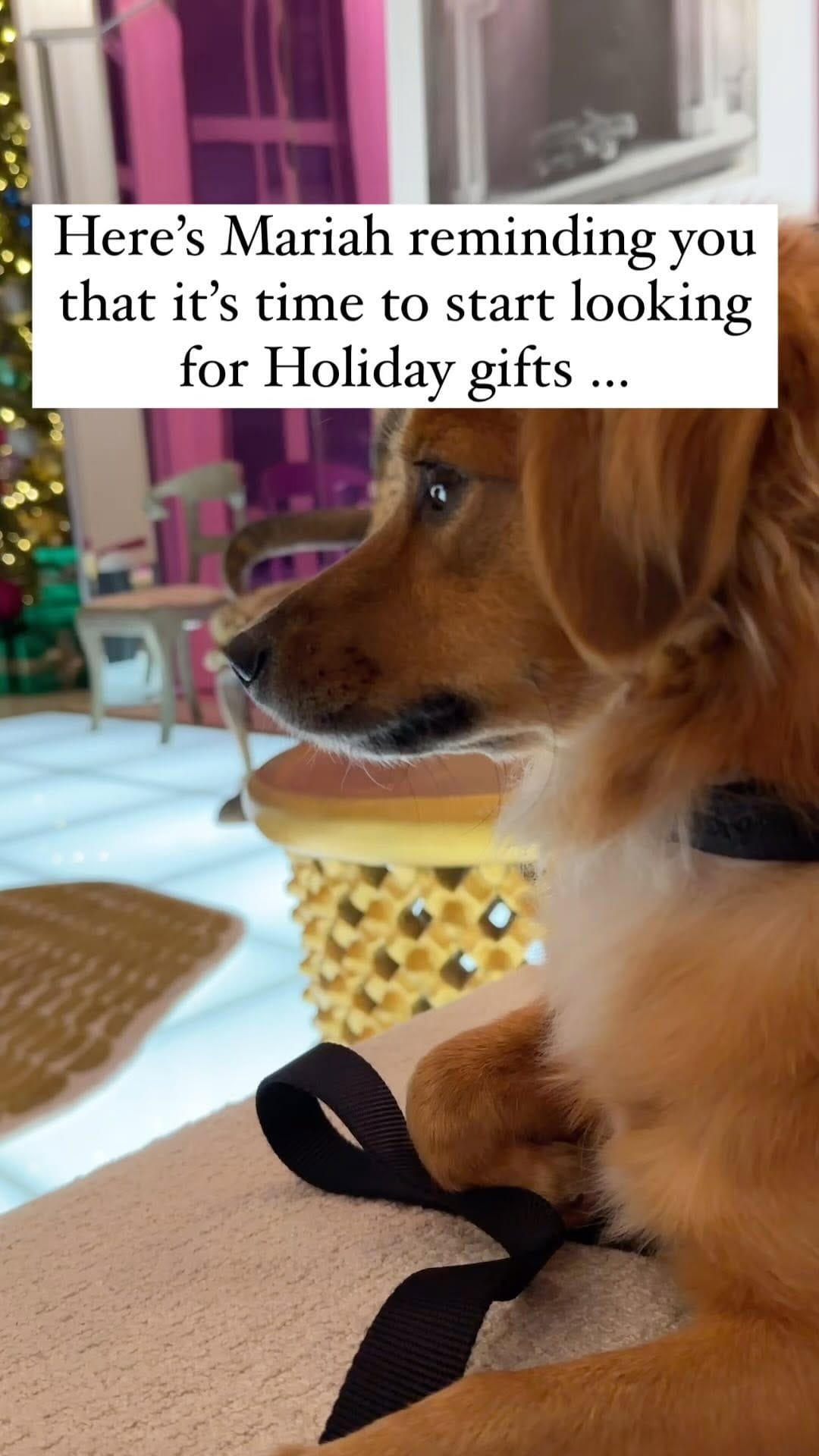 Post 6 by LollyPup | Pet Accessories on Instagram (video)