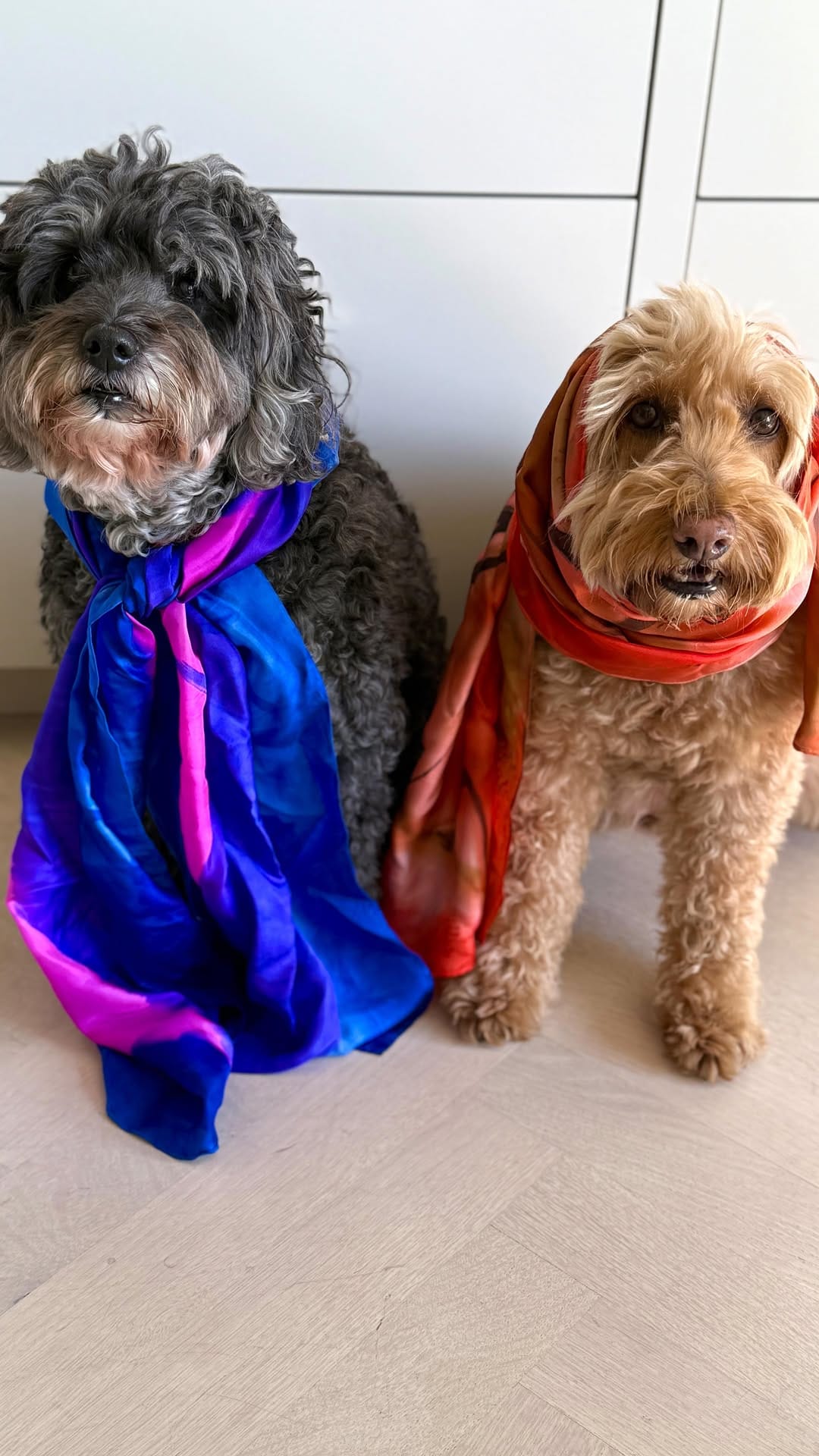 Post 5 by LollyPup | Pet Accessories on Instagram (video)