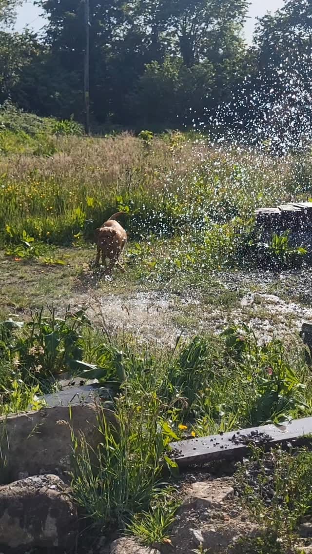 Post 7 by Pennybrook Farm - Welsh Reno on Instagram (video)