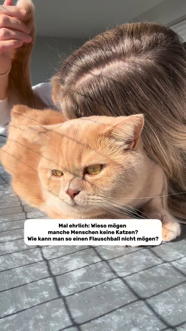 Post 2 by Natalie mit Toffee & Georgie on Instagram (video)