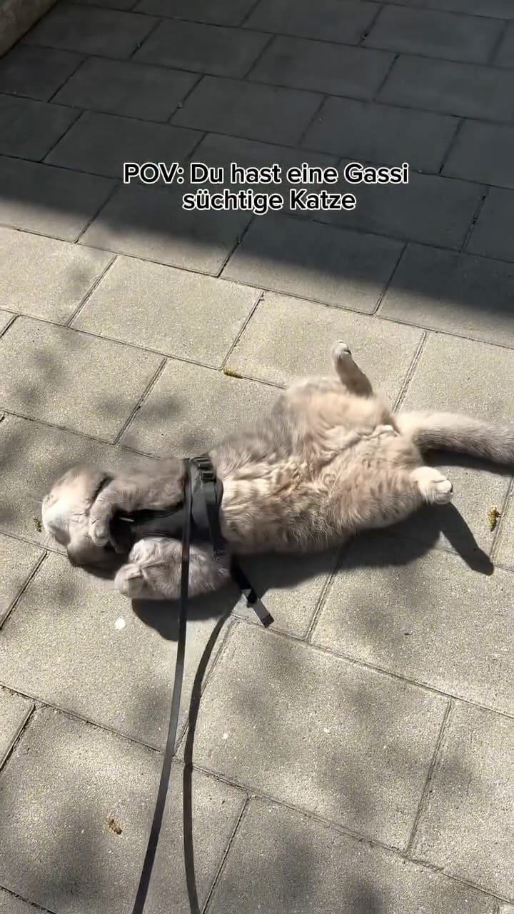 Post 6 by Natalie mit Toffee & Georgie on Instagram (video)