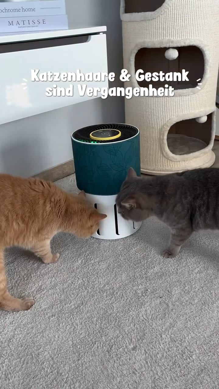 Post 7 by Natalie mit Toffee & Georgie on Instagram (video)