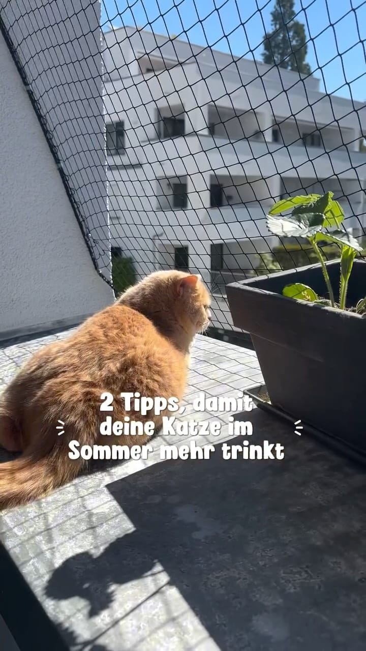 Post 4 by Natalie mit Toffee & Georgie on Instagram (video)