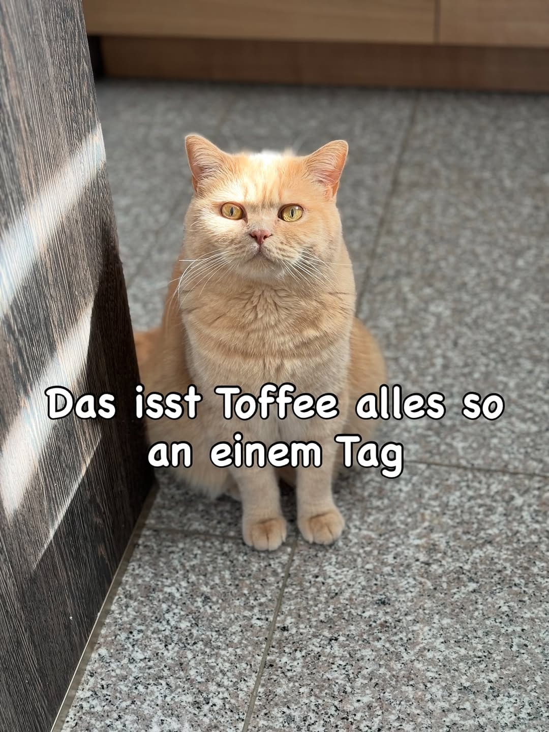 Post 3 by Natalie mit Toffee & Georgie on Instagram (carousel)