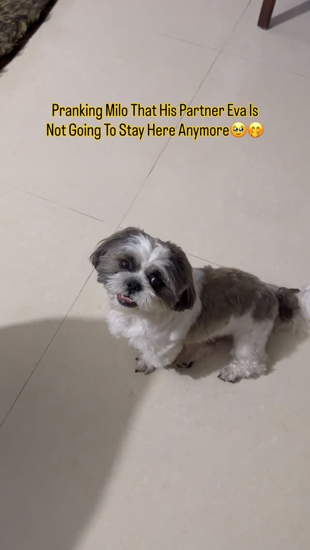 Post 1 by Milo & Eva on Instagram (video)