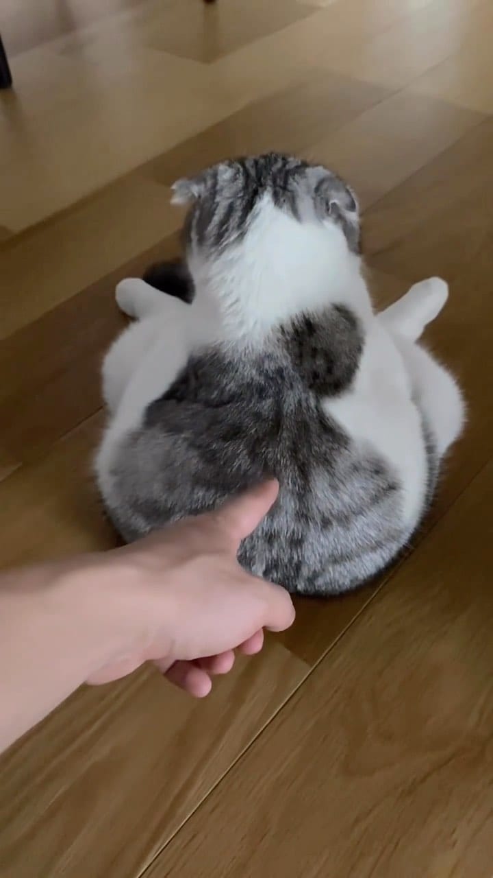 Post 3 by Cats | Pets | Kittens on Instagram (video)