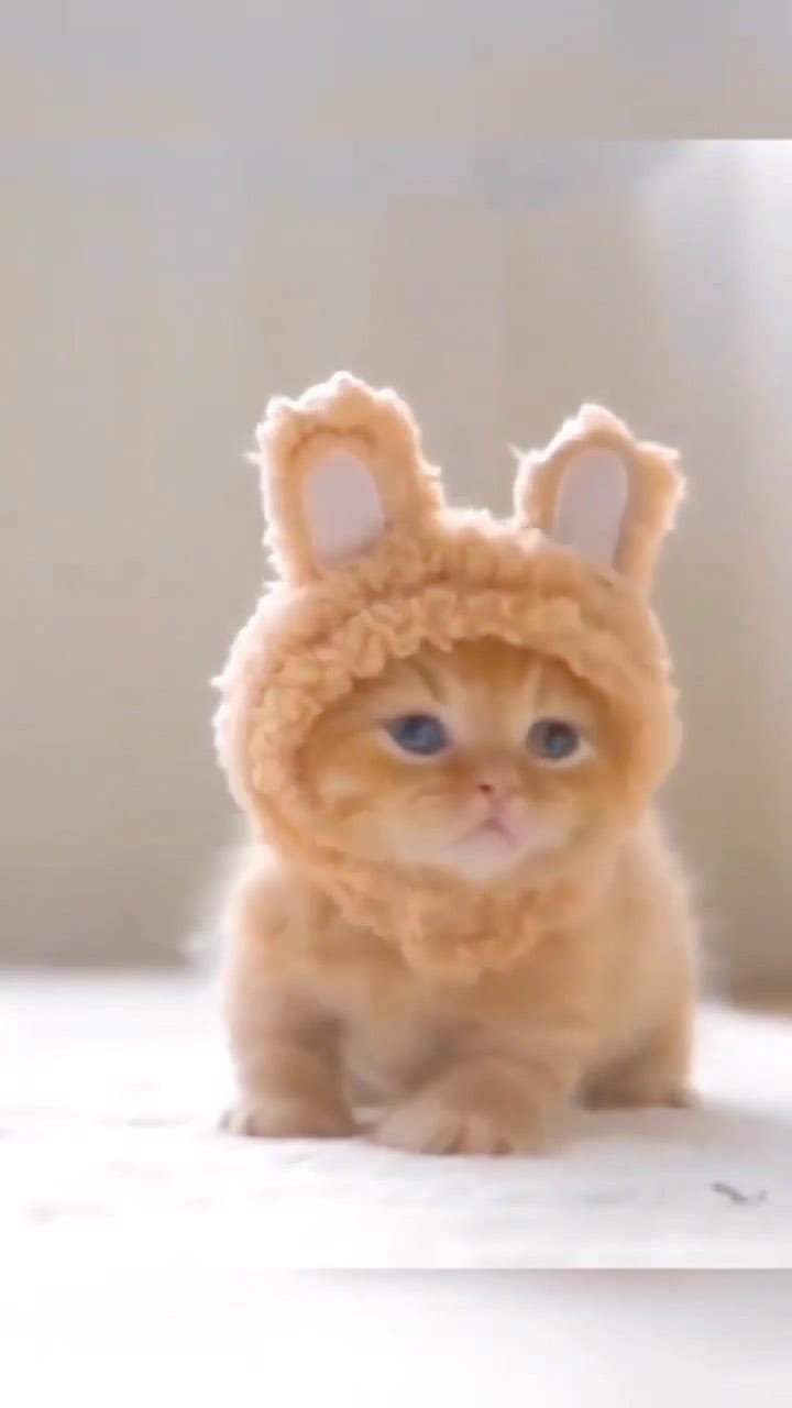Post 7 by Cats | Pets | Kittens on Instagram (video)