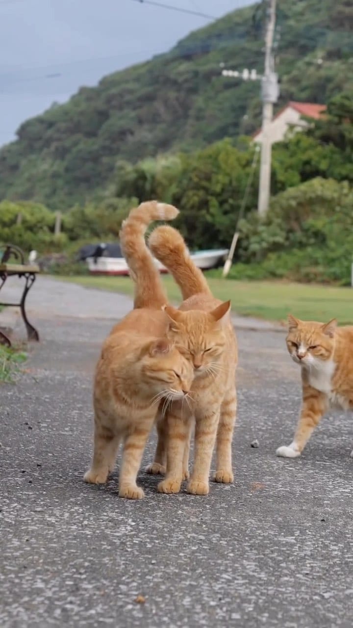 Post 4 by Cats | Pets | Kittens on Instagram (video)