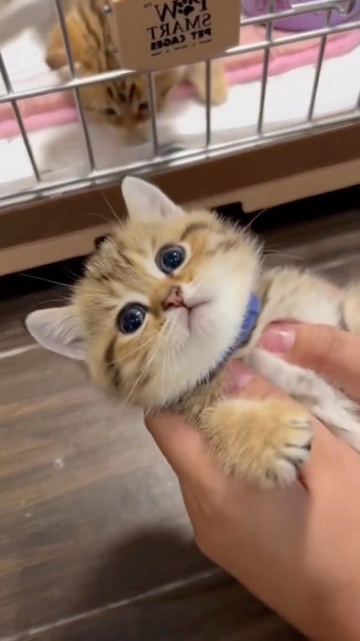 Post 9 by Cats | Pets | Kittens on Instagram (video)