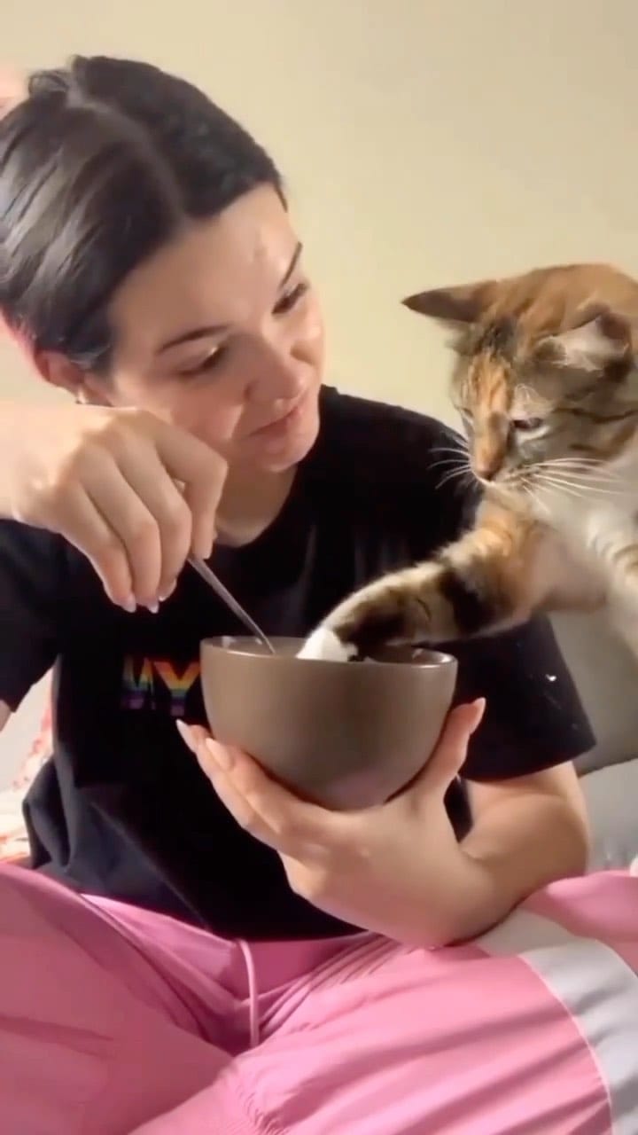 Post 5 by Cats | Pets | Kittens on Instagram (video)