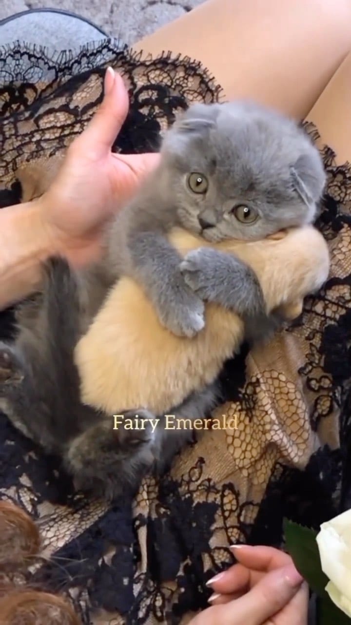 Post 2 by Cats | Pets | Kittens on Instagram (video)