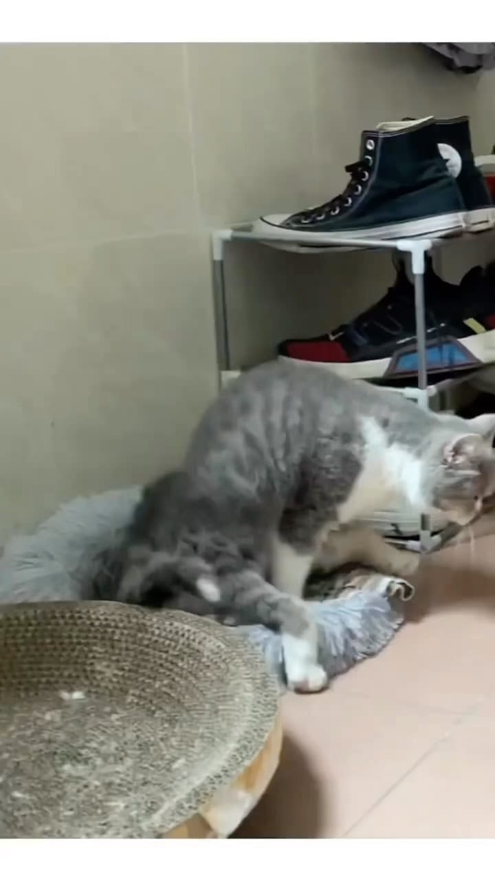 Post 8 by Cats | Pets | Kittens on Instagram (video)