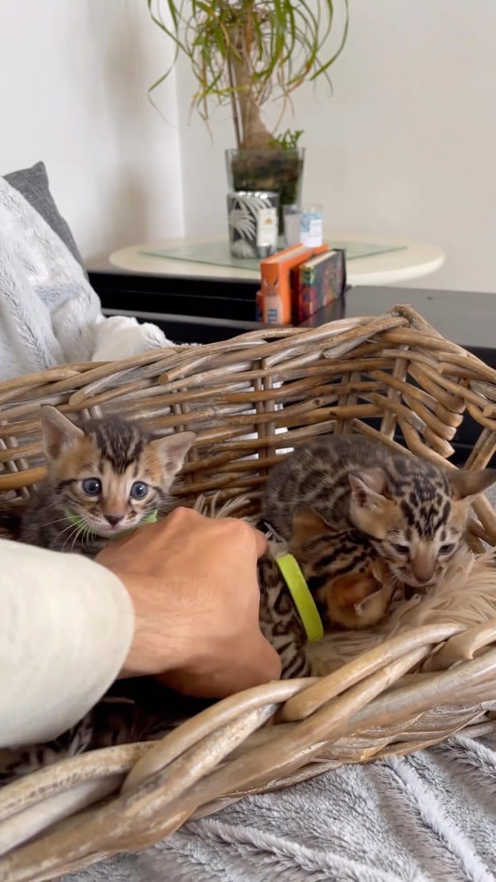 Post 10 by Cats | Pets | Kittens on Instagram (video)