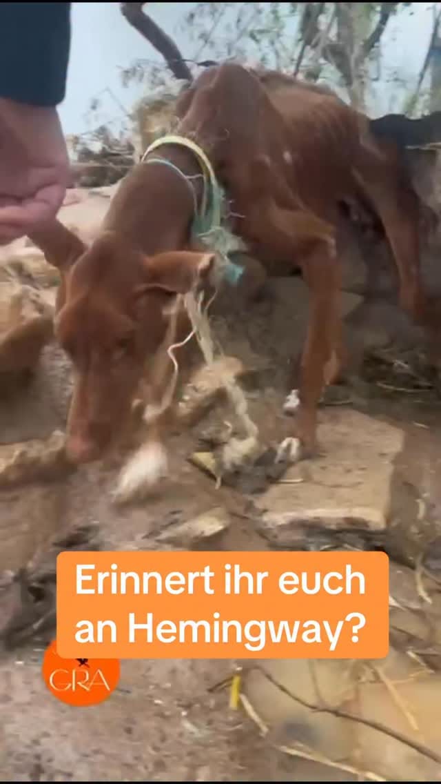 Post 5 by by Antje on Instagram (video)