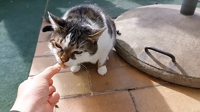 Post 6 by 🅻🅴🅾 & 🆃🅾🅽🅸  🐾 🌿 on Instagram (video)